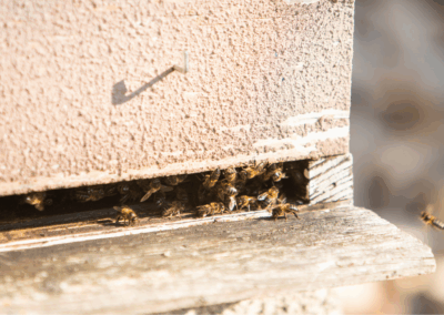 Una de las colmenas de Miel Valle de Prada, durante la actividad Cuando el cielo se oscurece: cortinos y astronomía, en la VI edición de Allande Stars. Crédito: Nomad Studio.